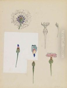 Flower Studies