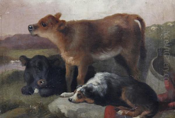 Calves And A Sheepdog - view 1