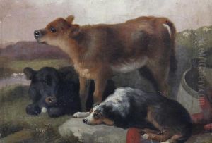 Calves And A Sheepdog