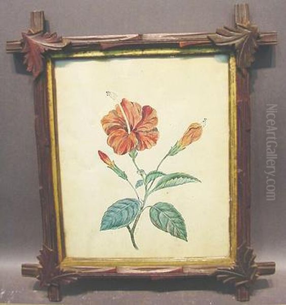 Botanical Study Of Hibiscus Flower - view 1