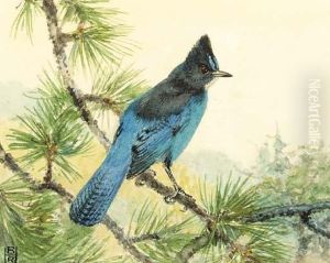 Stellar's Jay; Also Scrub Jay, Tufted Titmouse And Ash-throatedflycatcher by Robert Bruce Horsfall