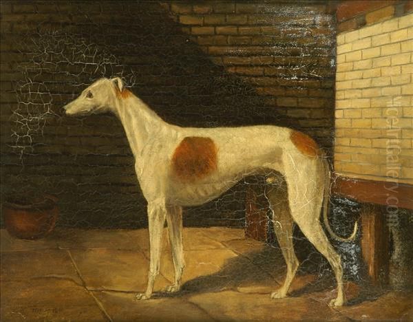 Portrait Of A Brown And White Greyhound - view 1