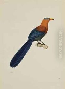 Malcoha A Bec Peint, Dit Phoenicophaeus Calorhyn by Nicolas Huet
