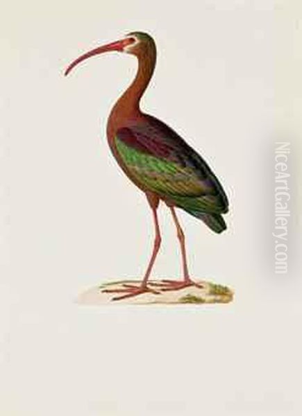 Ibis Chalcoptere Dit Tantalus Chalcopterus - view 1