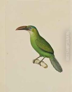 Aracari Sillonne Dit Pteroglossus Sulcatus by Nicolas Huet