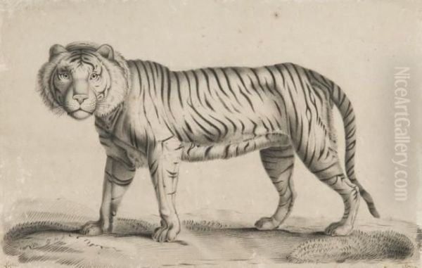 Tigre Marchant - view 1