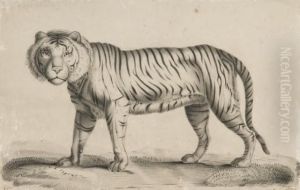 Tigre Marchant by Nicolas Huet