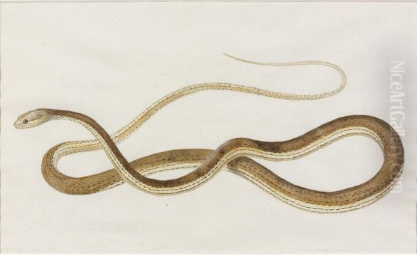 De Serpent - view 1