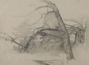Tree Study Tree Study