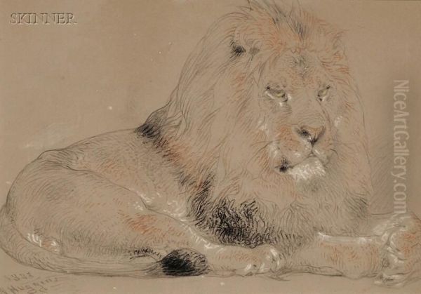 Resting Lion - view 1