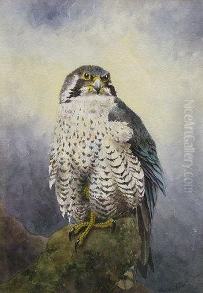 Peregrine Falcon On A Perch - view 1