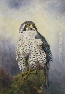 Peregrine Falcon On A Perch