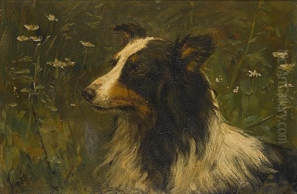Portrait Of A Rough Collie - view 1