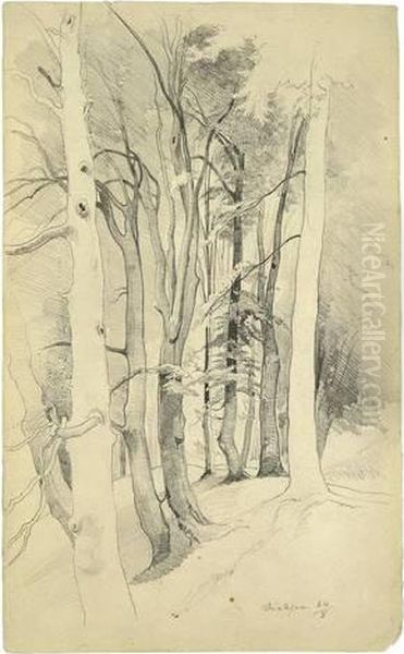 Trees Near Diessen - view 1