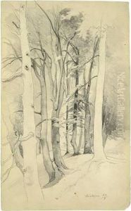 Trees Near Diessen Trees Near Diessen