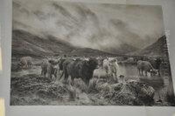 Highland Cattle - view 1