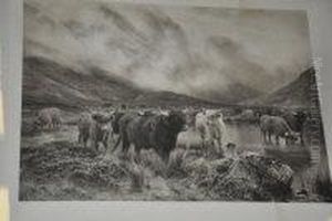 Highland Cattle by Louis Hunt