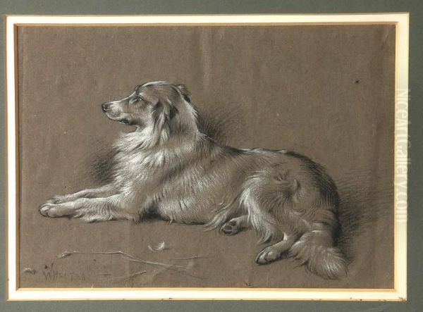 Portrait Of A Collie Dog - view 1