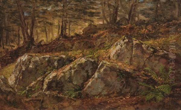 Boulders In A Wooded Interior - view 1