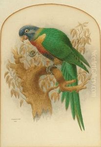 Study Of A Parrot by Richard Hurst