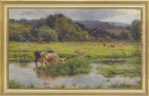 Cattle In The Scottish Lowlands