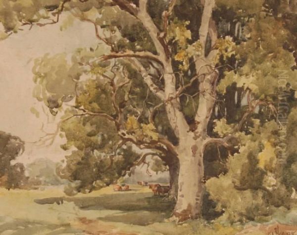 Cattle Sheltering Under Trees - view 1