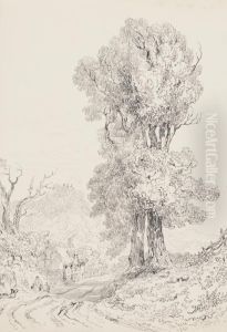 Studies Of Trees by Joseph Murray Ince
