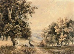 Deer Resting By A Woodland Path
