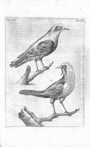 Istoria Civile, E Naturale Delle Pinete Ravennati. by Francesco Inganni