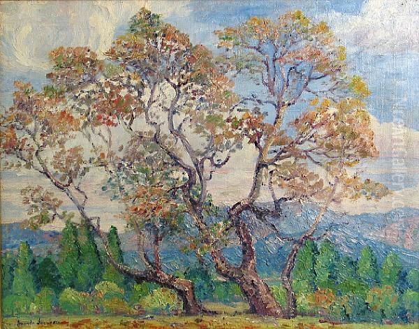 Sycamore Trees - view 1
