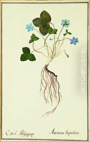 Anemone Hepatica, Wood Anemone - view 1