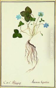Anemone Hepatica, Wood Anemone by Nikolaus Joseph Jacquin