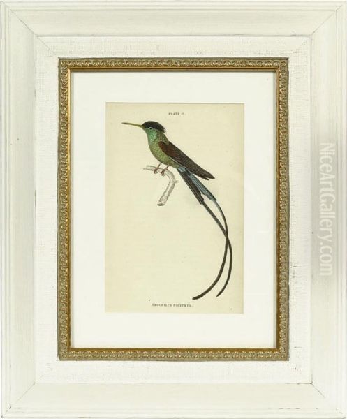 Hummingbirds - view 1