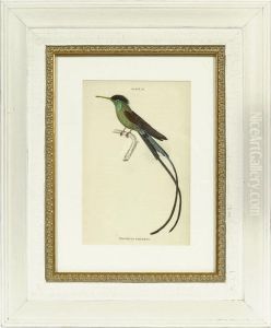 Hummingbirds Hummingbirds