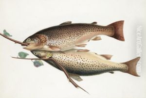 Brown Trout Brown Trout