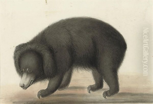 A Sloth Bear ( - view 1
