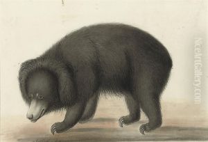 A Sloth Bear ( A Sloth Bear (