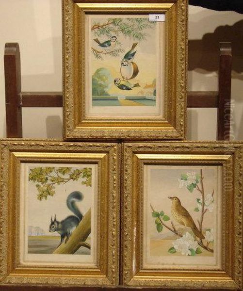 Song Thrush, Grey Squirrel And Blue Tits - view 1