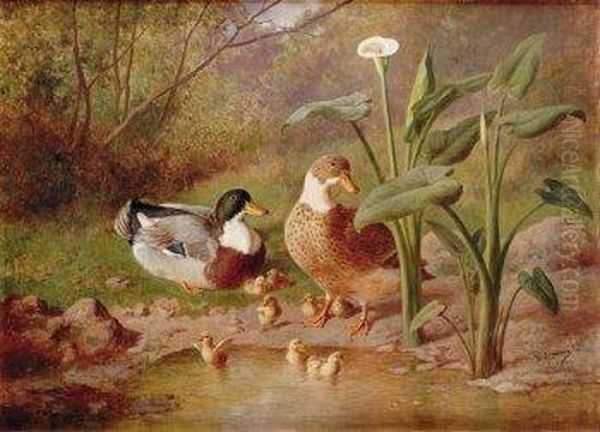 Lago Con Patos - view 1