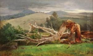 Study Of A Birch, Lancaster, New Hampshire