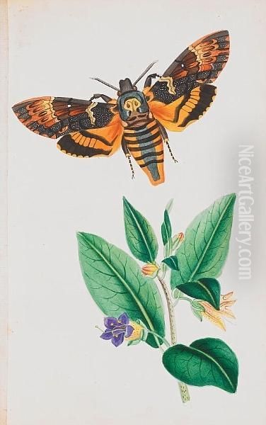 Illustrations Of British Hawk Moths, And Their Larvae, (including The Sesidae), 36 Original Watercolour Plates On Card By The Author - view 1