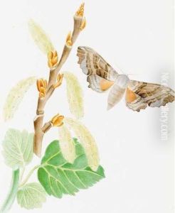 Illustrations Of British Hawk Moths And Their Larvae, (including The Sesidae) With Thirty-six Original Drawings From Specimens In His Cabinet. by Theophilus Johnson