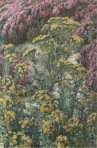 Ragwort And Heather