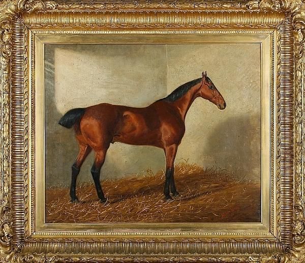Bay Hunter In Stable - view 1