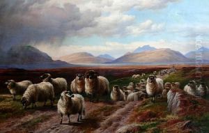 Drover And Sheep On A Road In The Scottish Isles