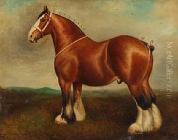 Shire Gelding - Caesar - view 1