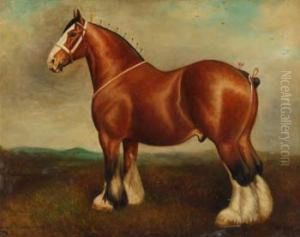 Shire Gelding - Caesar