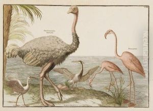 Histoire Naturelle Et Raisonnee Des Differens Oiseaux Qui Habitent Le Globe