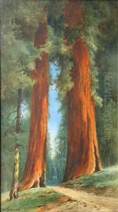 Path Through The Redwoods