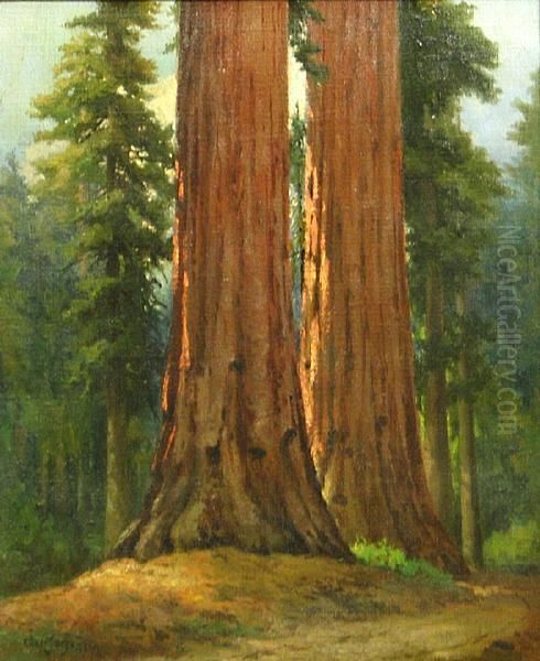Giant Redwoods - view 1